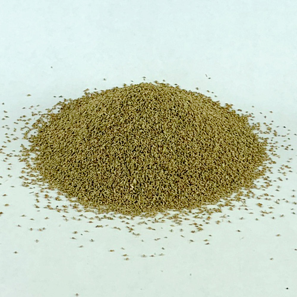 Nech Azmud | ነጭ አዝሙድ - Bishops Weed/Ajwain (Seed)