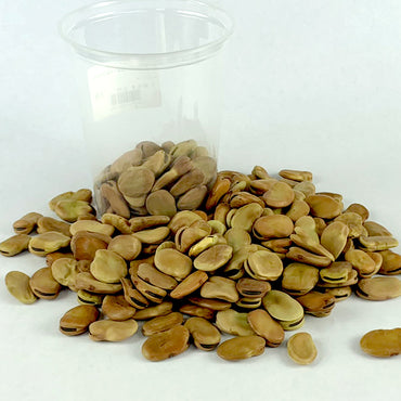 Dube Baqela | ዱኬ ባቄላ - Extra Large Fava Beans