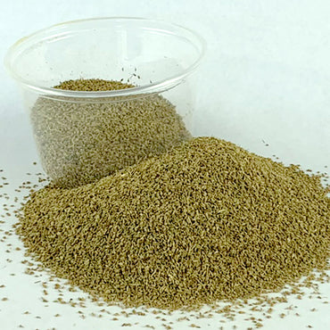 Nech Azmud | ነጭ አዝሙድ - Bishops Weed/Ajwain (Seed)