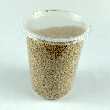 Bicha Telba | ቢጫ ተልባ - Golden Flaxseed